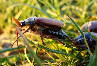 На него и не подумаешь: чем опасен майский жук и как от него вовремя избавиться