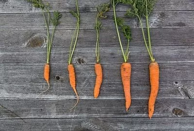 Плохая идея: почему укроп и морковь нельзя выращивать рядом