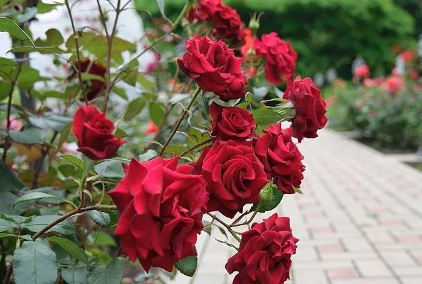 Розы на привязи: как и к чему надо привязывать королеву цветов, чтобы была самая красивая форма куста