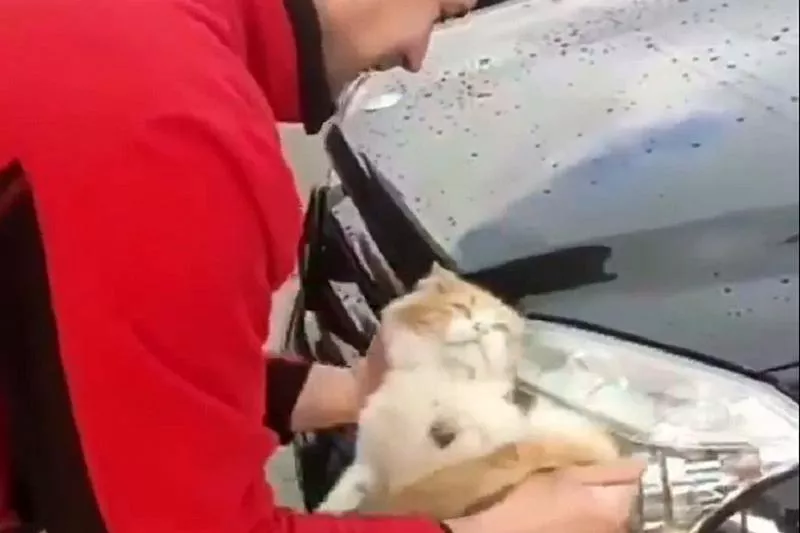 Издевательство над котом Издевательство над котом