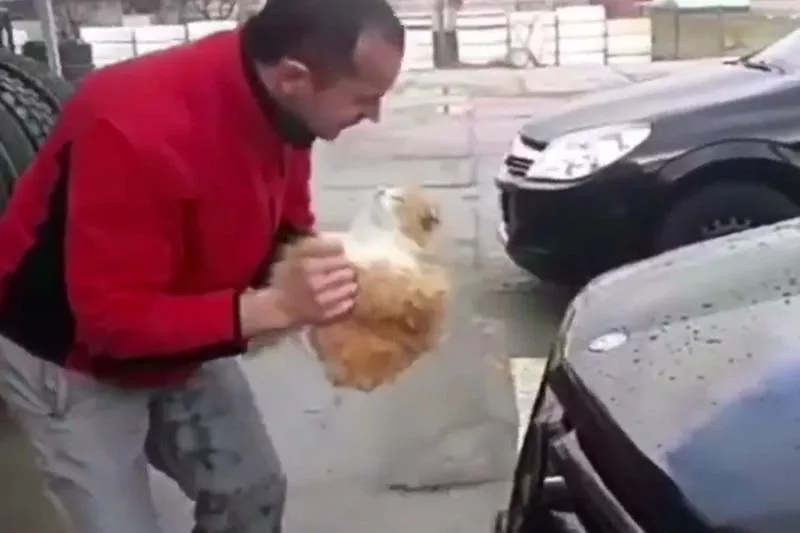 Издевательство над котом Издевательство над котом