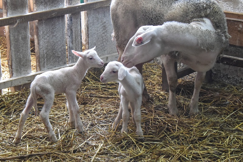 В хозяйстве разводят две породы овец – лакон и восточно-фризскую.