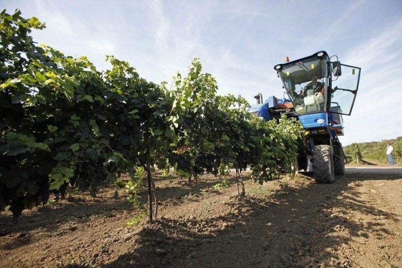 На Кубани площадь виноградников к 2021 увеличат до 31 тыс. га‍