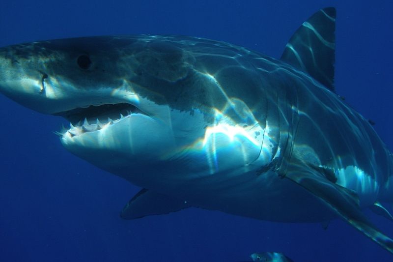 На египетском курорте акула откусила туристке руку и ногу