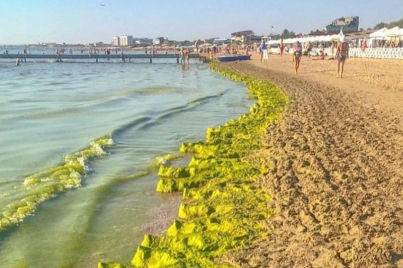 Ученые разработают для Анапы рекомендации по решению проблемы с цветением водорослей в Черном море