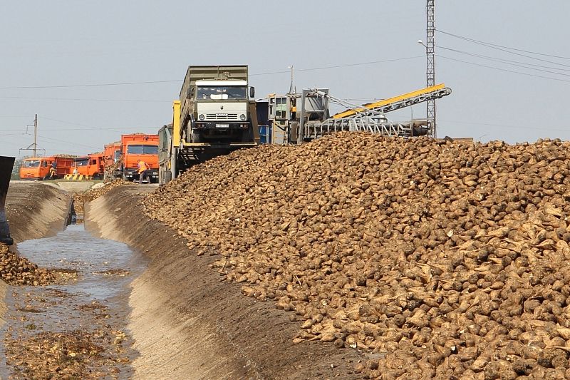 Один лидеров АПК района – сахарный завод увеличивает объемы производства.