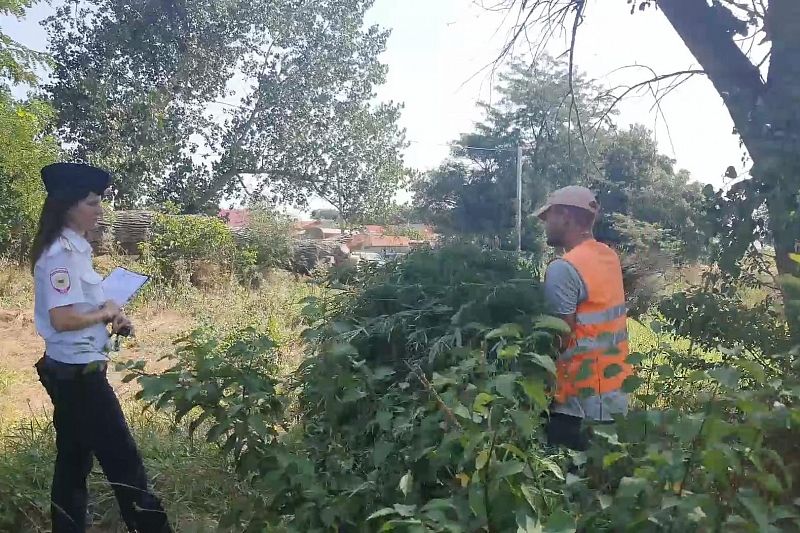Полицейские уничтожили более 600 кустов конопли в Темрюке