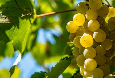 Янтарные грозди Кубани: в чем секрет успеха наших виноделов