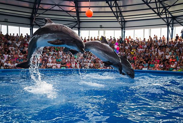 В Сочи Парк прибыли три новых дельфина