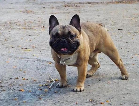 Самой дорогой собакой в Краснодаре стал пятилетний бульдог