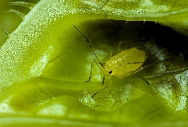 Любителям экзотики: как вырастить саррацению, которая у вас на глазах будет пожирать надоедливых насекомых