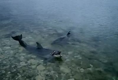 В Севастополе дрессированных дельфинов выбросили в море