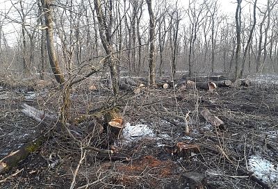 Двое жителей Кубани заплатят около 26 млн рублей за вырубленные деревья