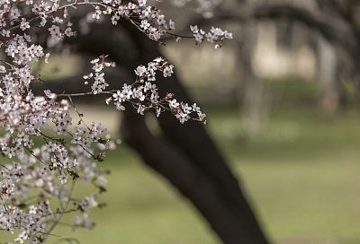 Надо ли белить деревья весной: опытный садовод высказал свое мнение