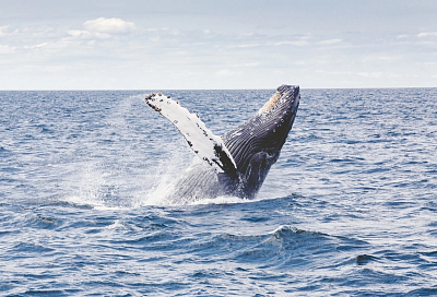 Останки самого крупного за всю историю планеты кита нашли в Перу