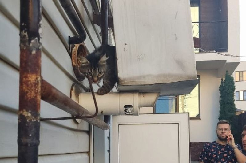 В Новороссийске кот застрял в вытяжке