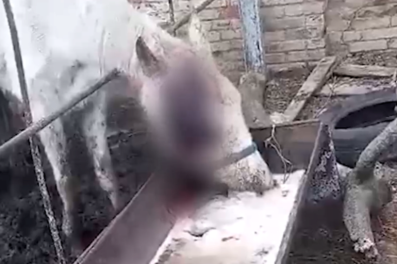 Хозяин конезавода в Ставрополье держит лошадей без воды и еды, ожидая их гибели