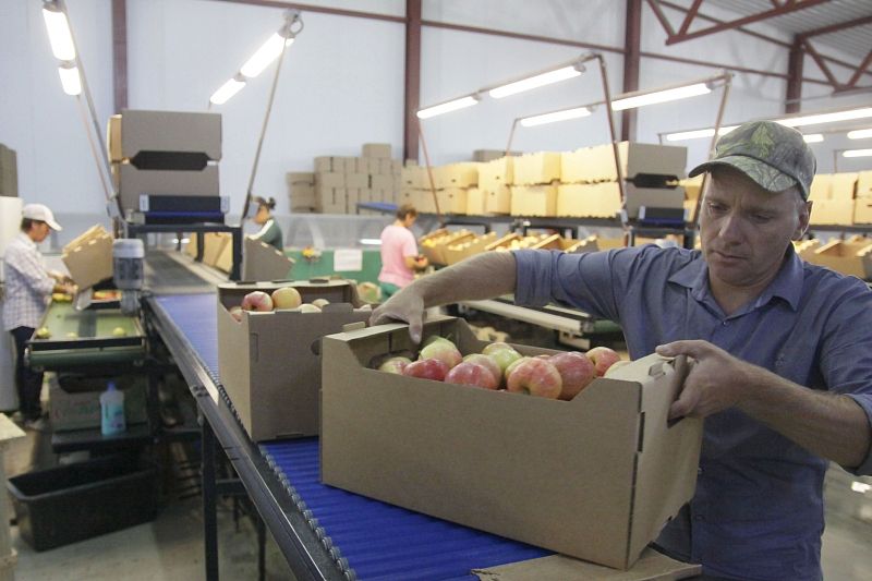 За смену участок сортировки садоводческого хозяйства из Ленинградского района перерабатывает до 70 тонн яблок. 