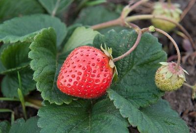Кормим клубнику: как гарантировать высокий урожай и качество ягод