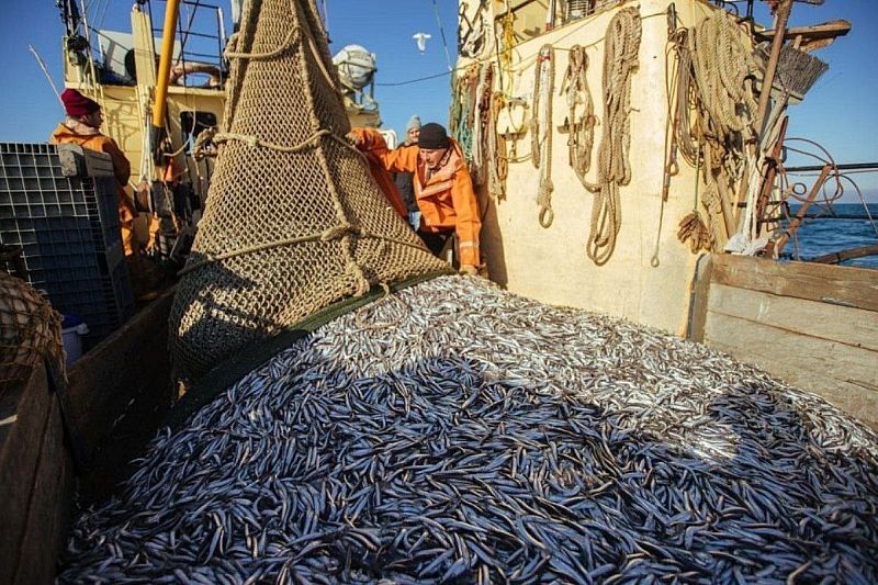 Хамсы скоро не будет: у черноморской рыбы  почти не осталось шанса выжить