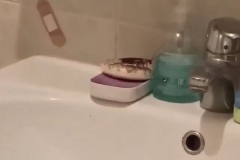 Ученый рассказал, как таракан-«чудовище» попал в квартиру жительницы Краснодара