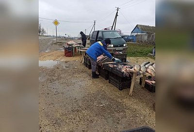 Свежая рыба с грязевым налетом: в Темрюкском районе оштрафовали нелегальных торговцев