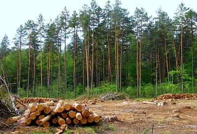 На Кубани с начала года незаконно вырубили деревья на 618 млн