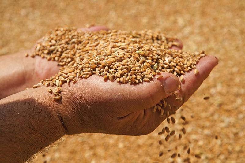 Хранилищ для зерна не хватает, и производители зачастую вынуждены продавать его по низким ценам