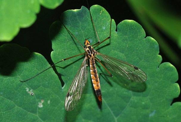 Новороссийск атаковали «малярийные комары»