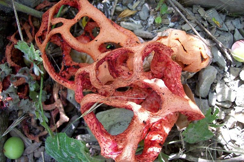 Редкие краснокнижные грибы обнаружили в заповеднике «Утриш» под Анапой