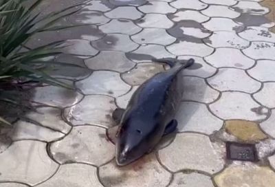 В Сочи на набережной нашли мертвого дельфина