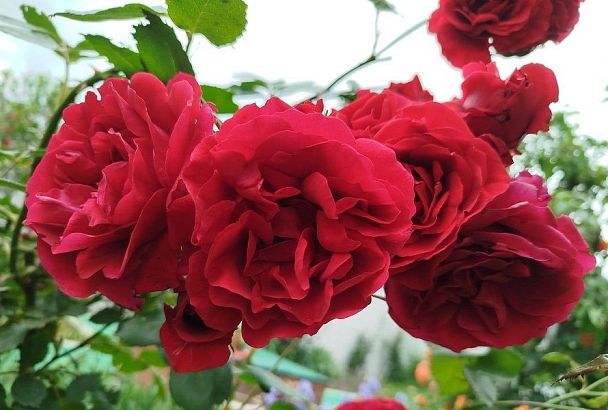 Лучше реже, но больше: как правильно поливать розы, чтобы получить шикарное цветение на все лето