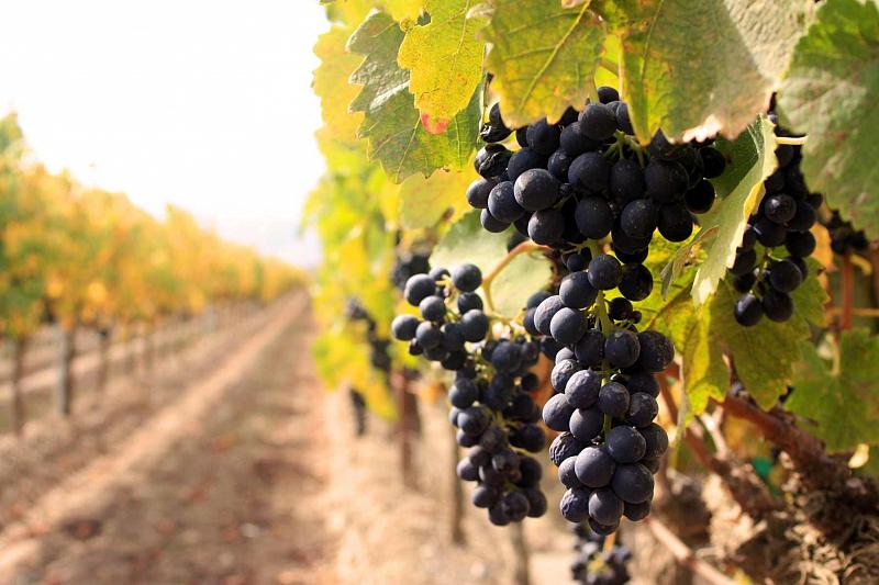 Площадь виноградников на Кубани – 25 тысяч гектаров