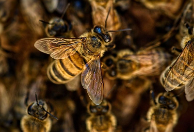 После массовой гибели пчел в Мостовском районе возбудили уголовное дело