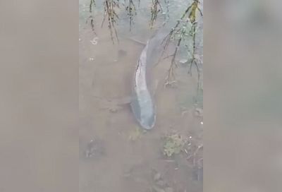 Житель Приморско-Ахтарска обнаружил в подтопленном огороде живую рыбу