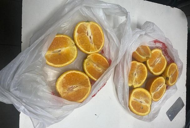 В СИЗО Краснодара служебная собака нашла наркотики в посылке с апельсинами