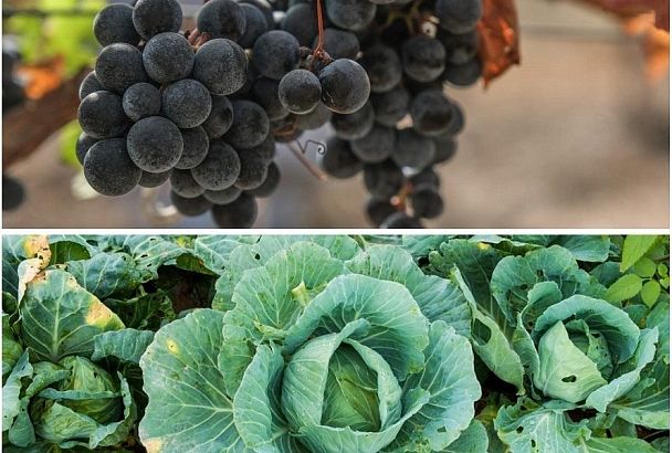 Виноград и капуста – будет пусто: ошибка, которая может привести к потере урожая