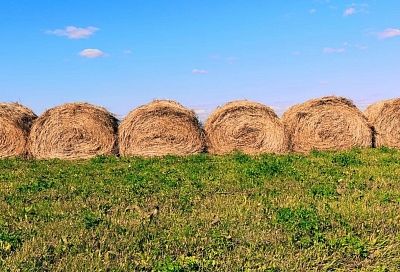 В Краснодарском крае увеличат финансирование программы «Сельская усадьба»