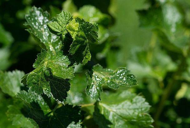 Пузырятся листья смородины: причины заболевания и методы борьбы с ним