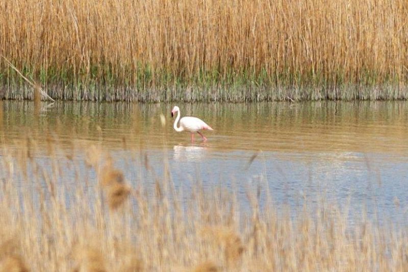 Пролетом из Африки: розовый фламинго отдыхает в Новороссийске