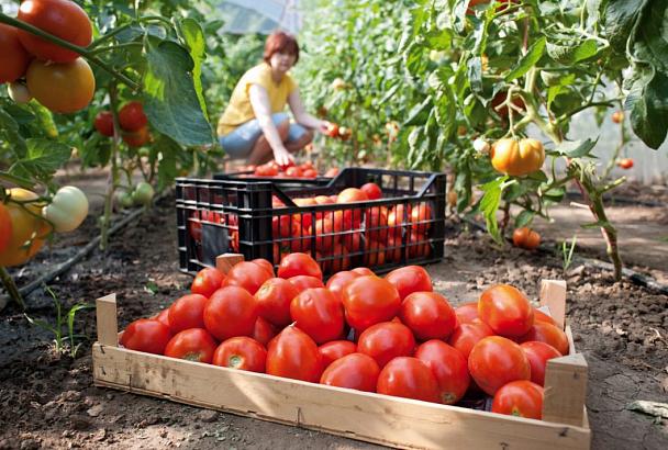 Глава Кубани Вениамин Кондратьев уверен в стабильности спроса на кубанские помидоры 