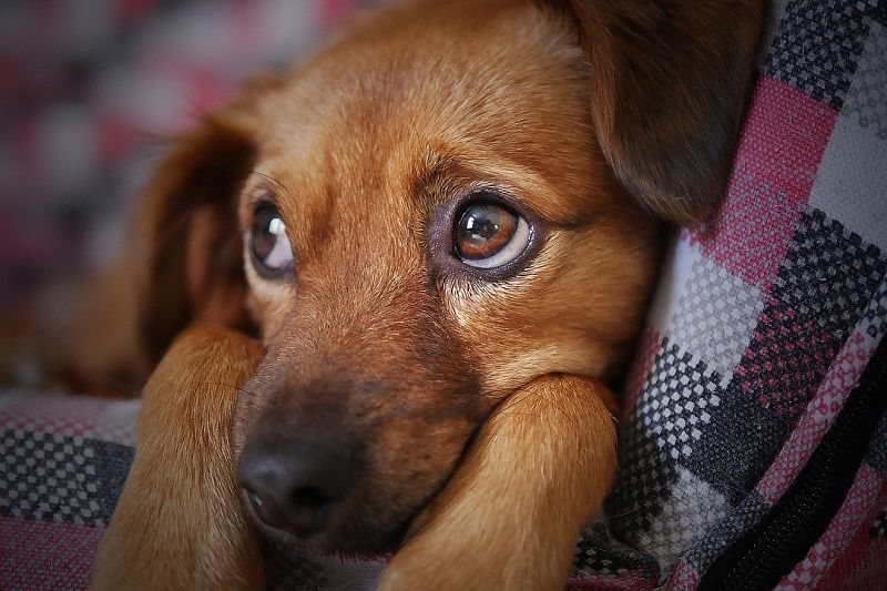 В Госдуму внесли законопроект о штрафах за жестокое обращение с животными
