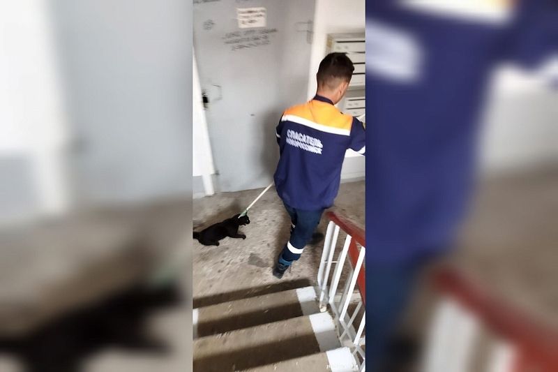 Спасатели поймали кота, устроившего «дебош» в многоэтажке Новороссийска