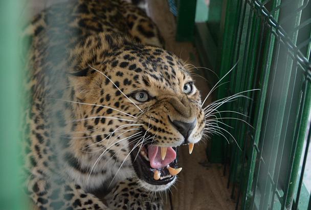 В Кавказском заповеднике выпустили трехлетнего леопарда из Геленджика