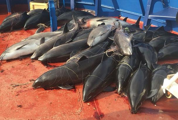 В Черном море браконьеры убили 46 дельфинов 