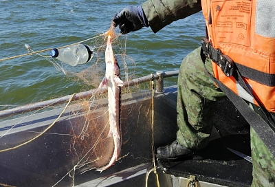 В Краснодарском крае браконьеры выловили рыбу на 1,8 млн рублей