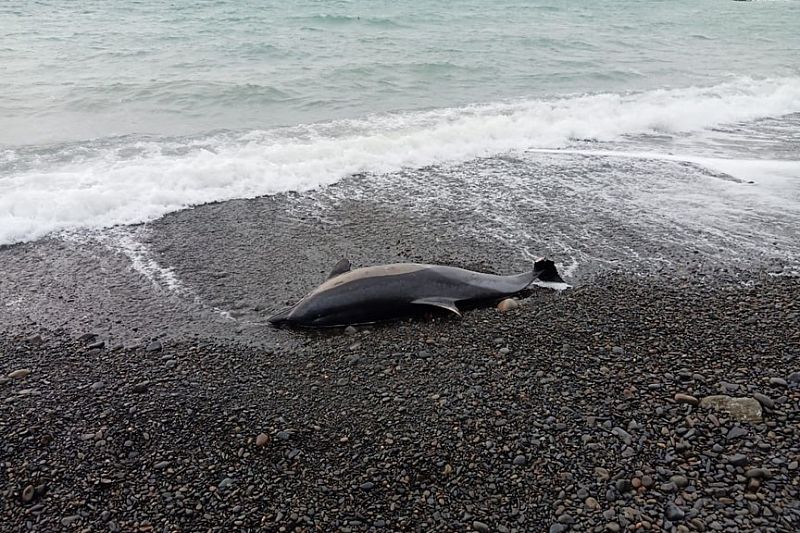 С начала 2021 года в Краснодарском крае погибли почти 150 дельфинов