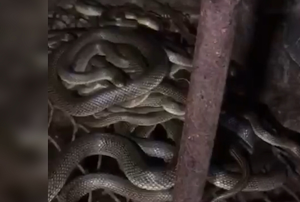 Семья из Анапы купила дом с сотней змей