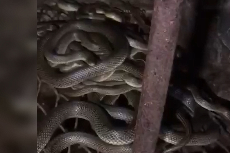 Семья из Анапы купила дом с сотней змей