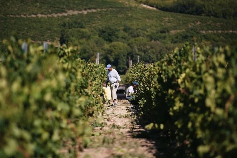 В Краснодарском крае планируют собрать около 225 тысяч тонн винограда